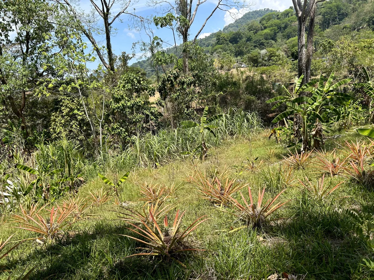 GREAT LOCATION LAND PARCEL IN PLAYA HERMOSA – 1.67 ACRES, photo 7