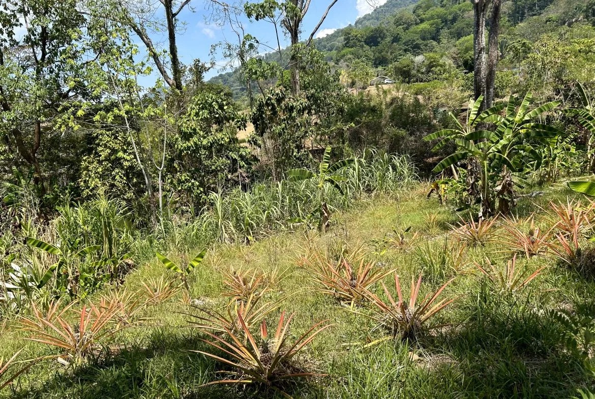 GREAT LOCATION LAND PARCEL IN PLAYA HERMOSA – 1.67 ACRES, photo 8