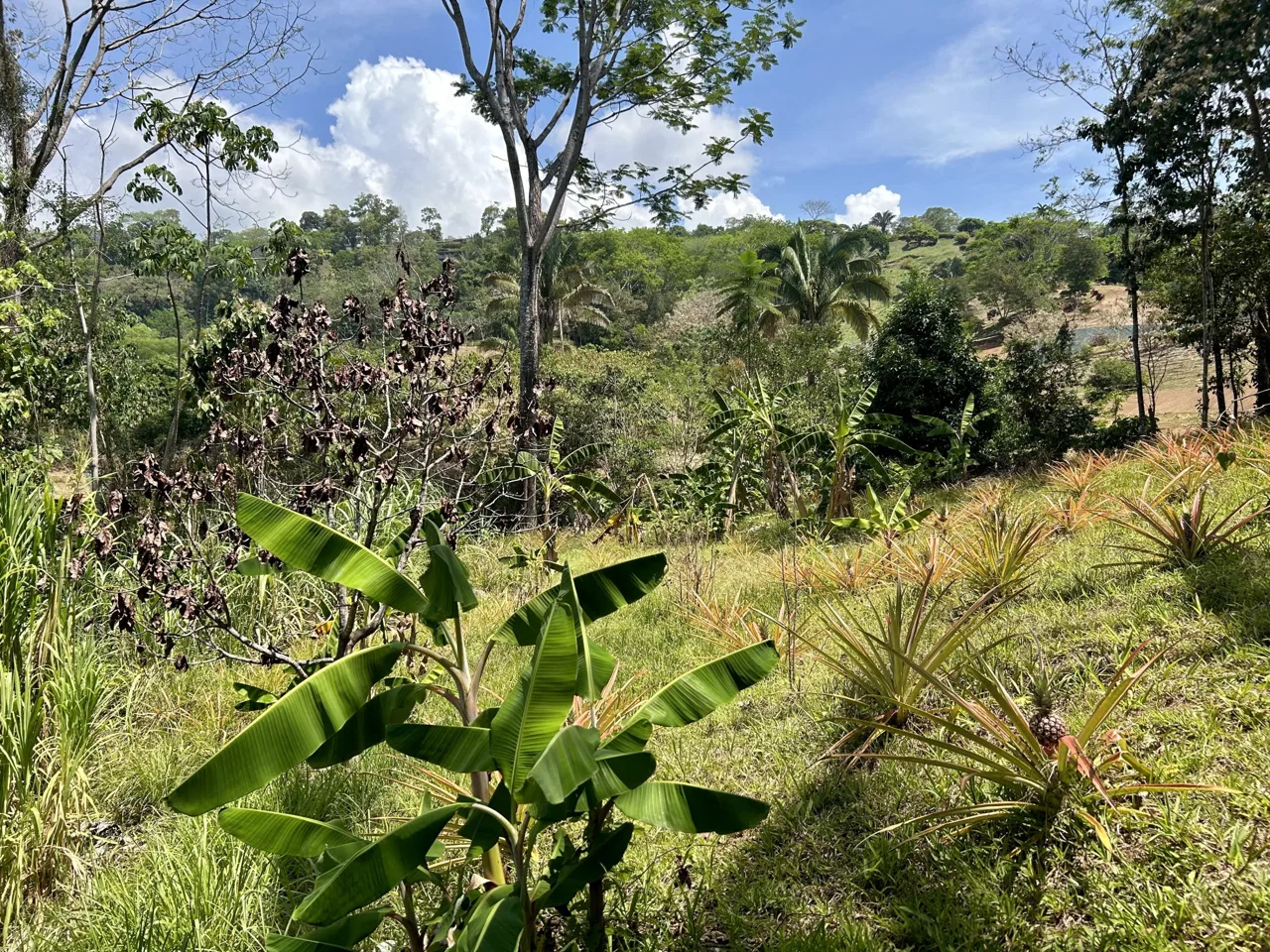 GREAT LOCATION LAND PARCEL IN PLAYA HERMOSA – 1.67 ACRES, photo 9