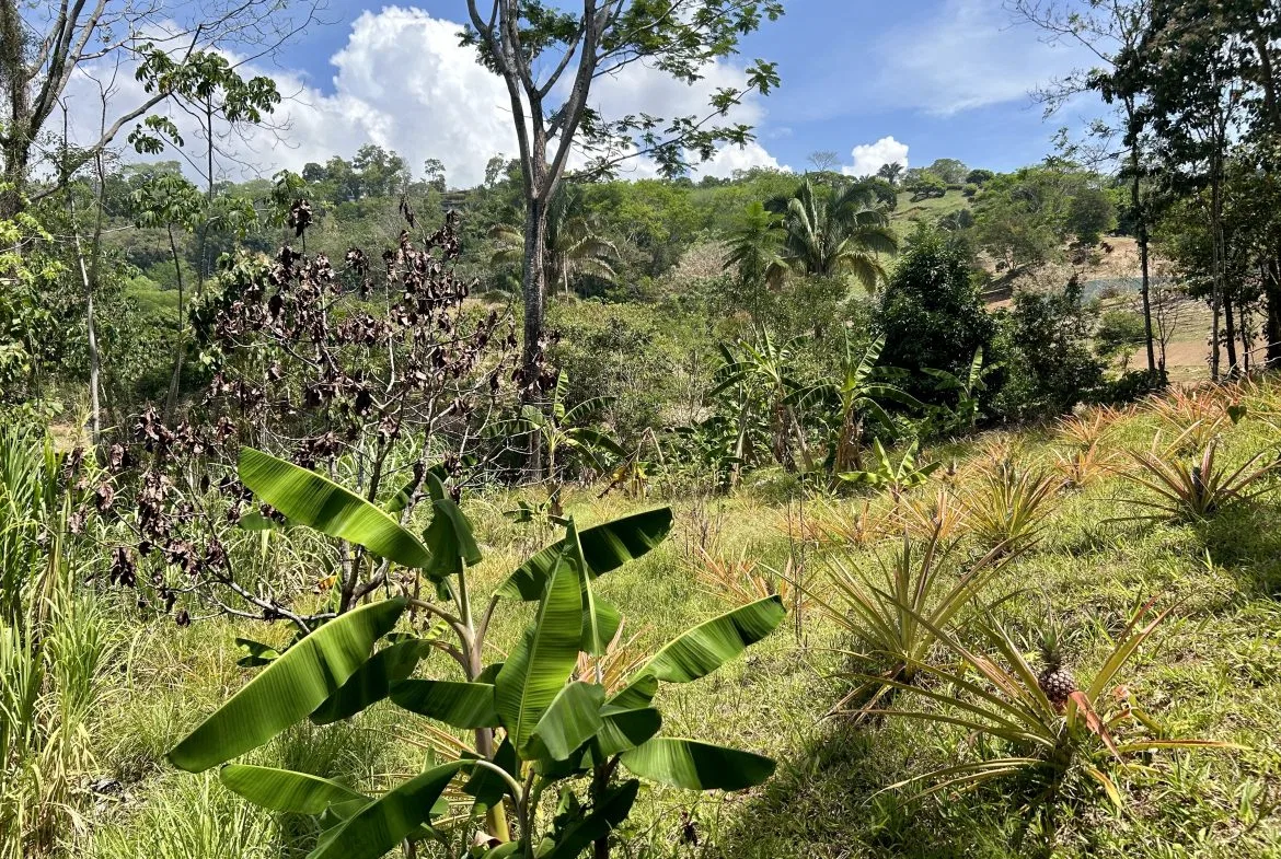GREAT LOCATION LAND PARCEL IN PLAYA HERMOSA – 1.67 ACRES, photo 10