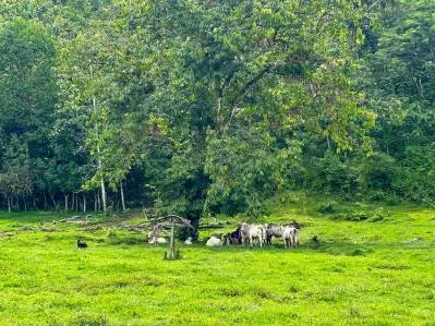 Ocean view property with multiple plantels, unspoiled mountain, jungle, river and waterfall areas., photo 9