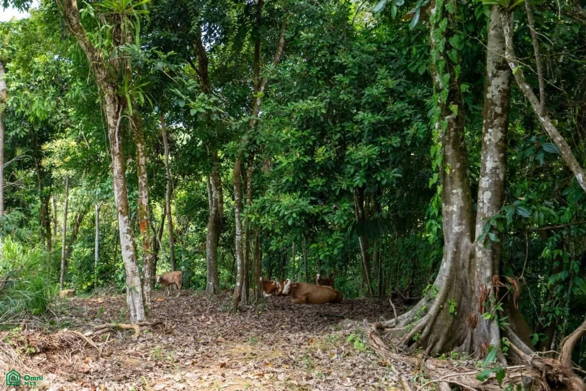Finca Dos Bocas , Bahía Ballena, Osa, Puntarenas, photo 13