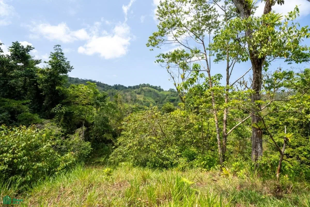 Finca Dos Bocas , Bahía Ballena, Osa, Puntarenas, photo 21