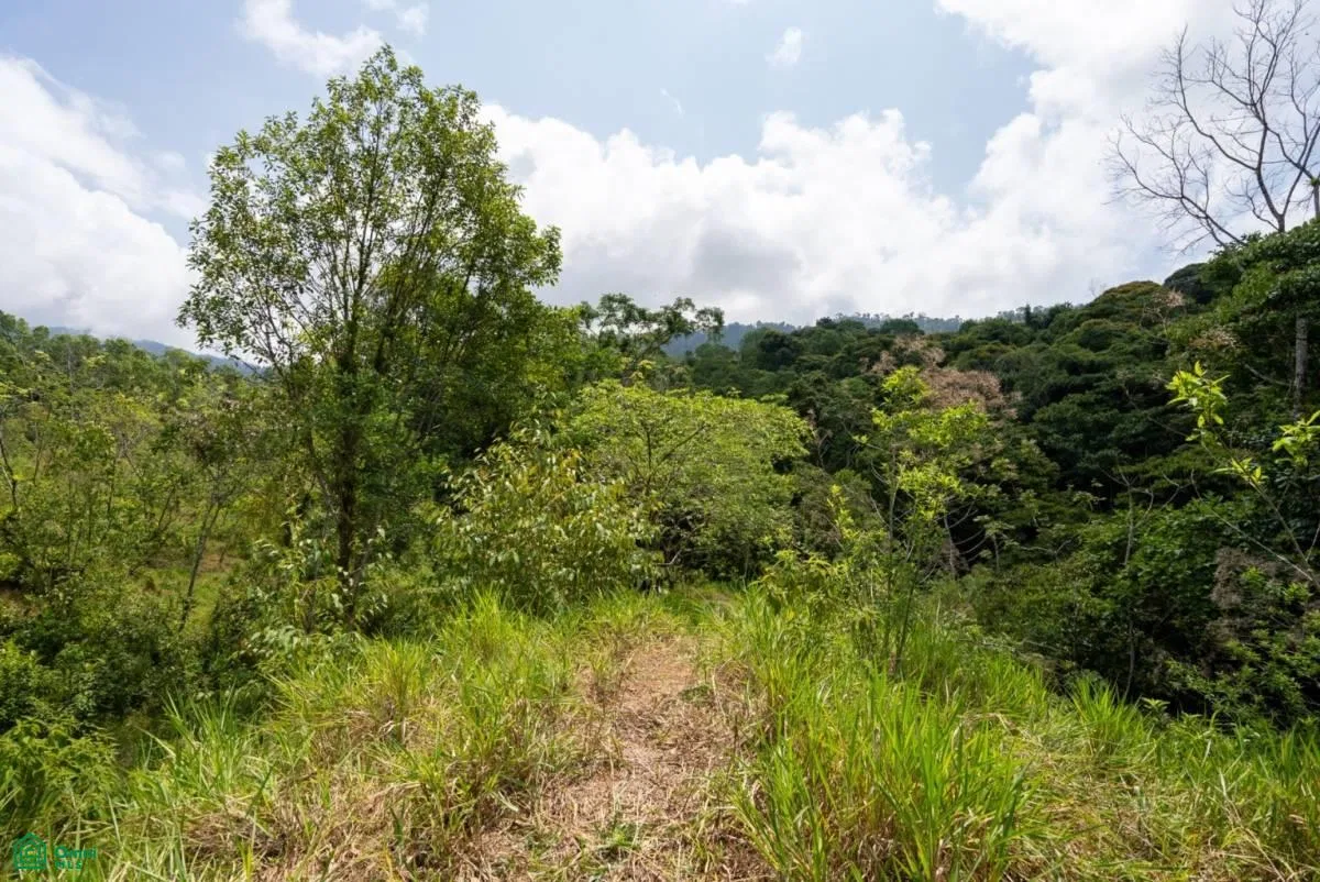 Finca Dos Bocas , Bahía Ballena, Osa, Puntarenas, photo 22