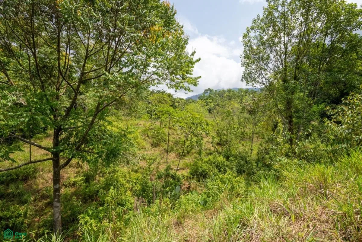 Finca Dos Bocas , Bahía Ballena, Osa, Puntarenas, photo 23