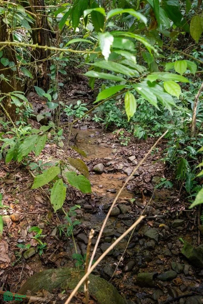 Finca Dos Bocas , Bahía Ballena, Osa, Puntarenas, photo 24