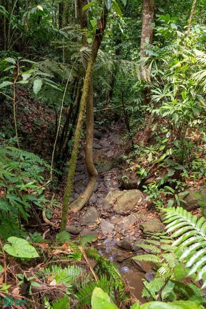 Finca Dos Bocas , Bahía Ballena, Osa, Puntarenas, photo 25