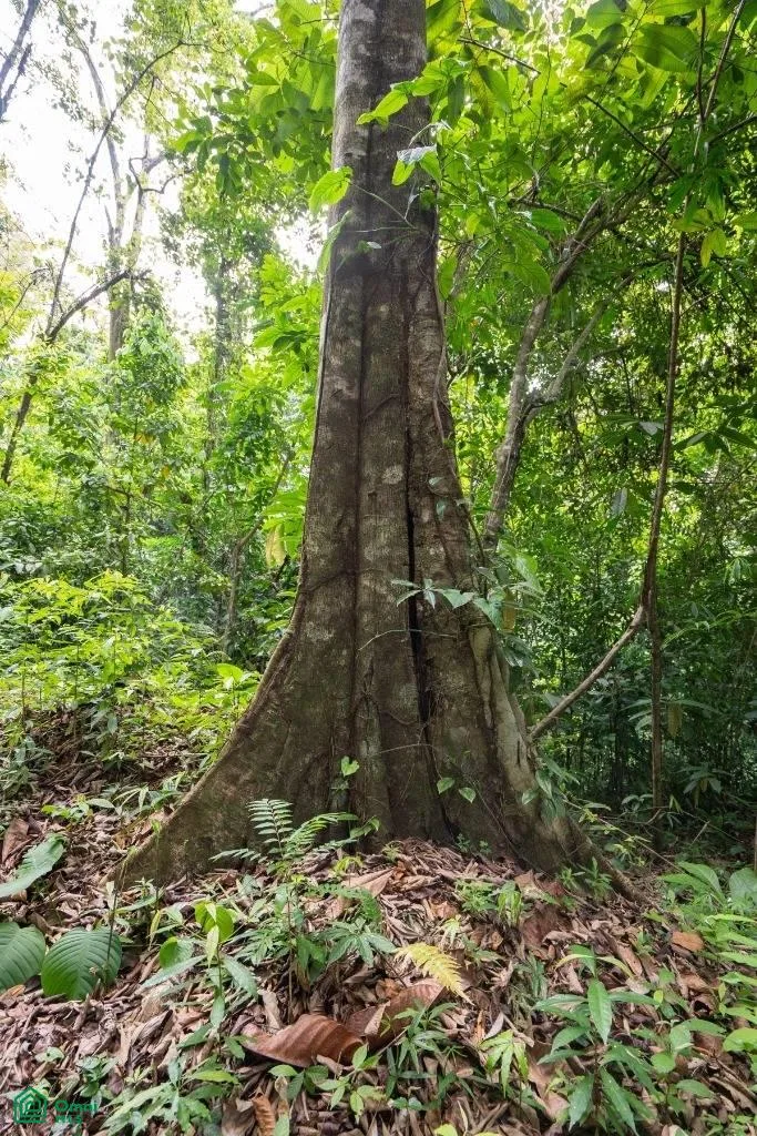 Finca Dos Bocas , Bahía Ballena, Osa, Puntarenas, photo 26
