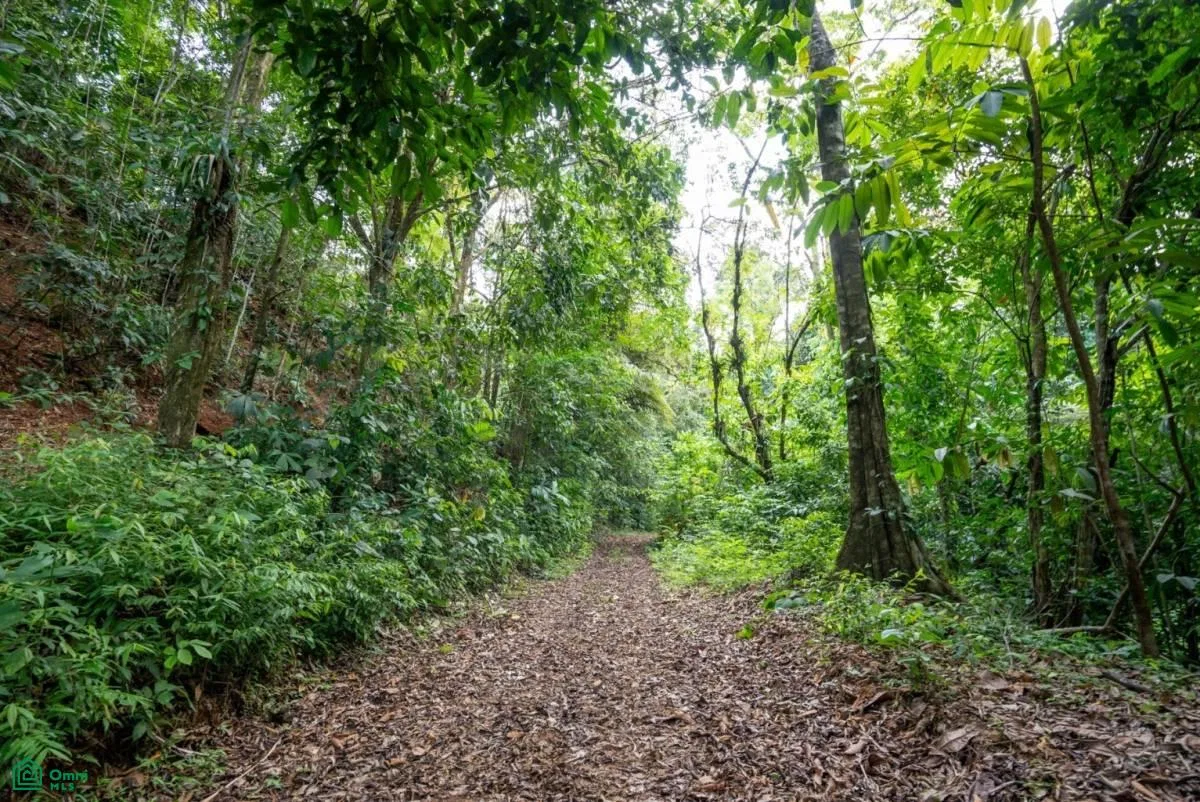 Finca Dos Bocas , Bahía Ballena, Osa, Puntarenas, photo 27