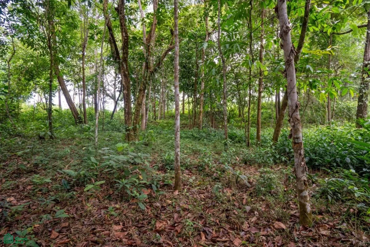 Finca Dos Bocas , Bahía Ballena, Osa, Puntarenas, photo 28
