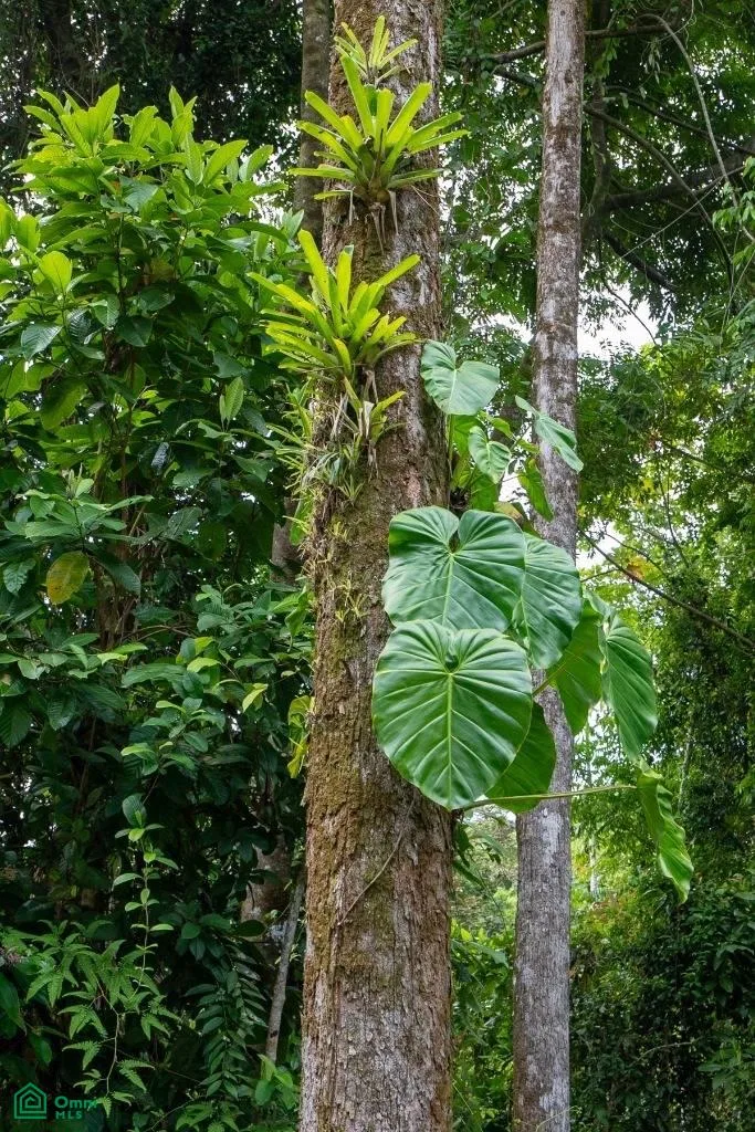 Finca Dos Bocas , Bahía Ballena, Osa, Puntarenas, photo 29
