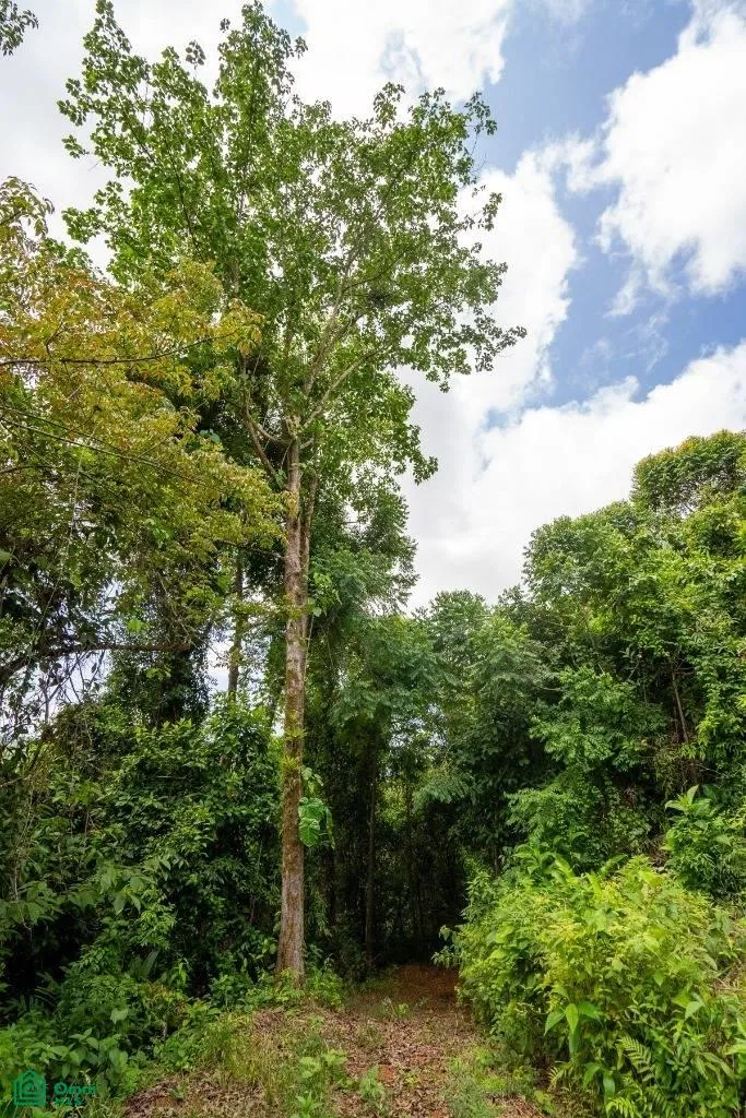 Finca Dos Bocas , Bahía Ballena, Osa, Puntarenas, photo 30