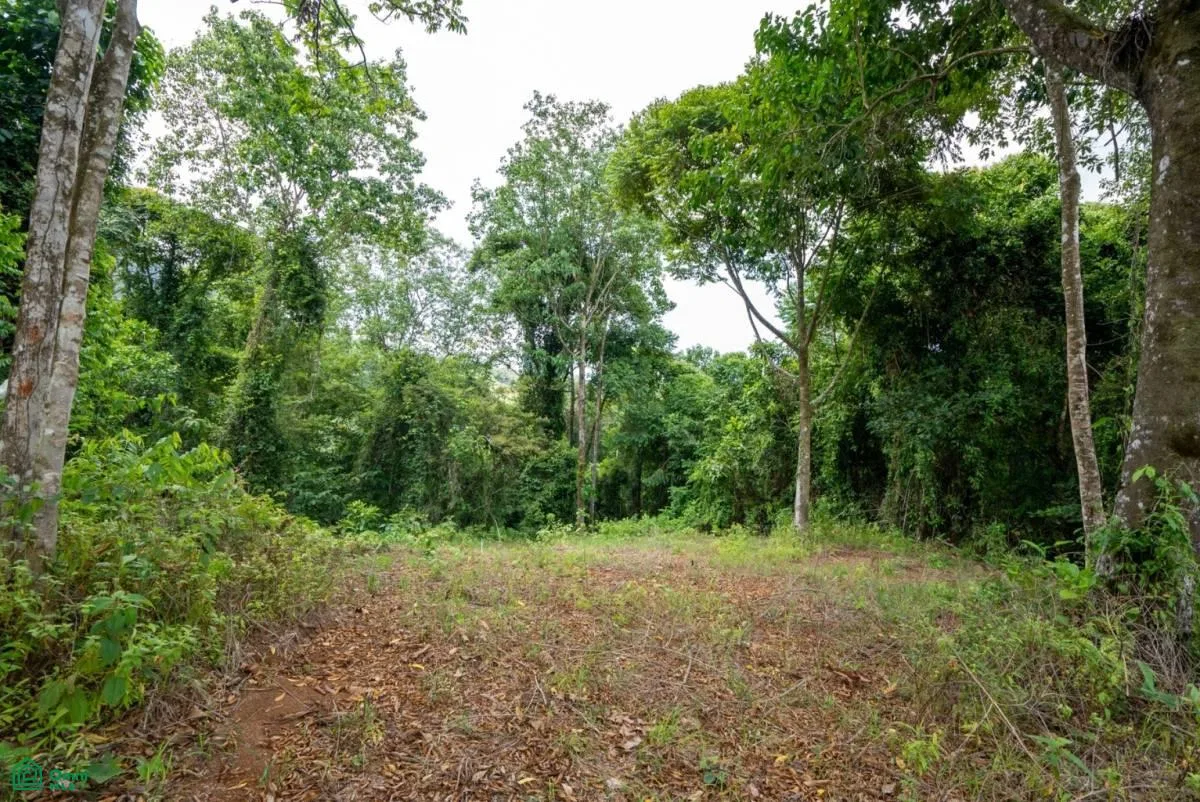 Finca Dos Bocas , Bahía Ballena, Osa, Puntarenas, photo 32