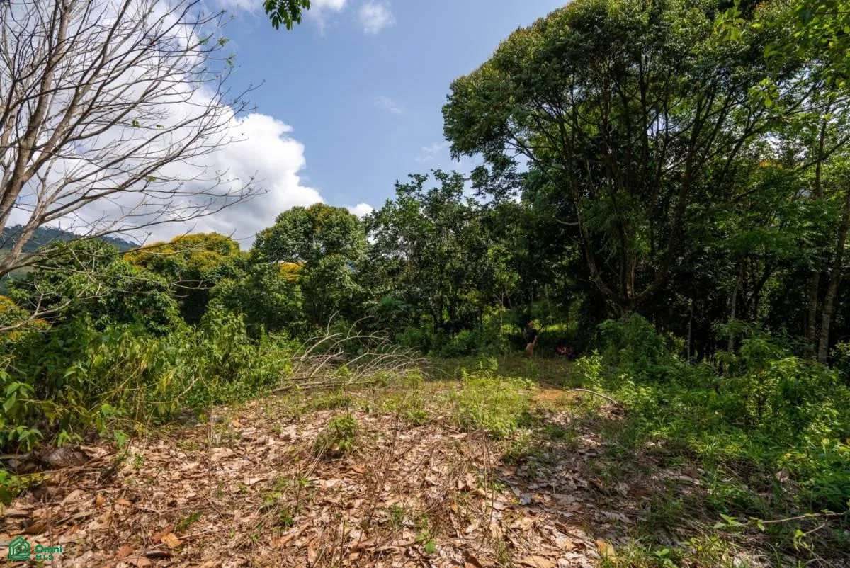 Finca Dos Bocas , Bahía Ballena, Osa, Puntarenas, photo 33
