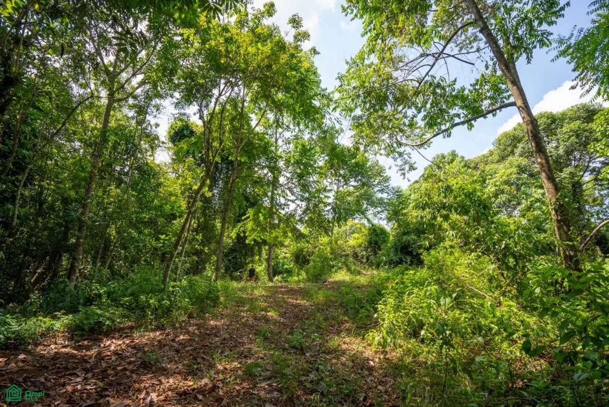 Finca Dos Bocas , Bahía Ballena, Osa, Puntarenas, photo 34