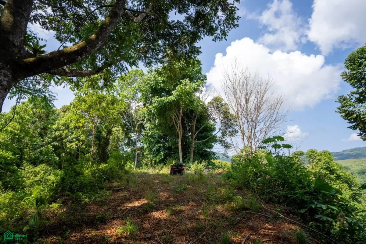 Finca Dos Bocas , Bahía Ballena, Osa, Puntarenas, photo 35