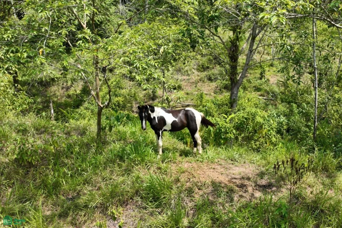 Finca Dos Bocas , Bahía Ballena, Osa, Puntarenas, photo 37