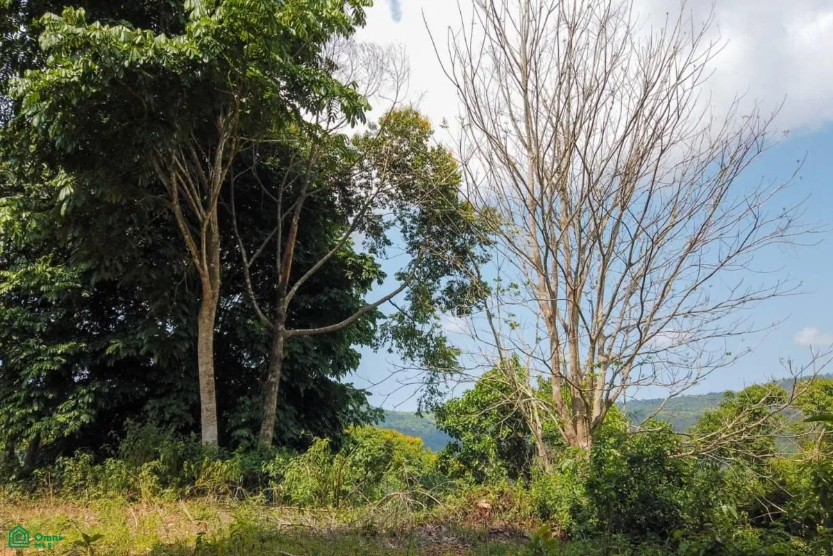 Finca Dos Bocas , Bahía Ballena, Osa, Puntarenas, photo 38