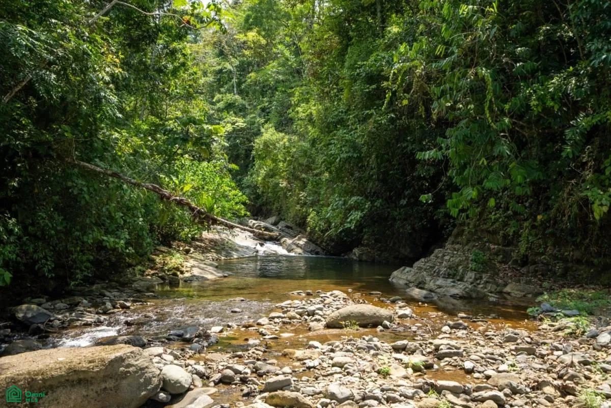 Finca Dos Bocas , Bahía Ballena, Osa, Puntarenas, photo 10