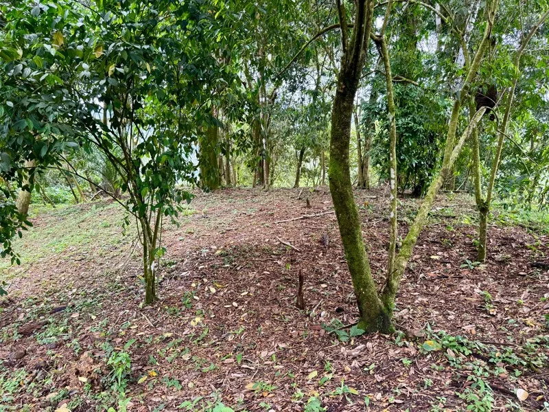 Land For Sale in Dominical, photo 11