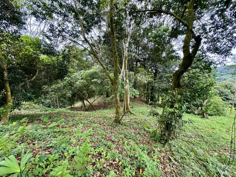Land For Sale in Dominical, photo 13