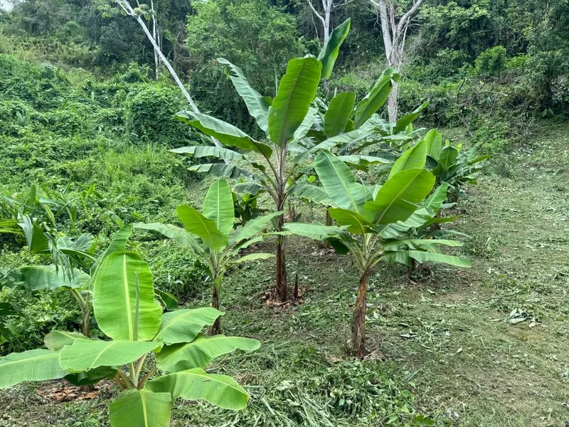 Land For Sale in Dominical, photo 5