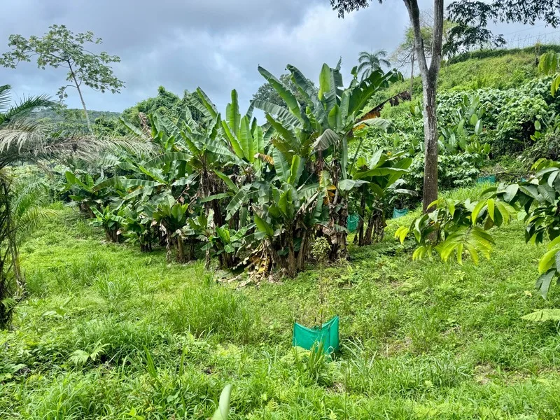 Land For Sale in Dominical, photo 10