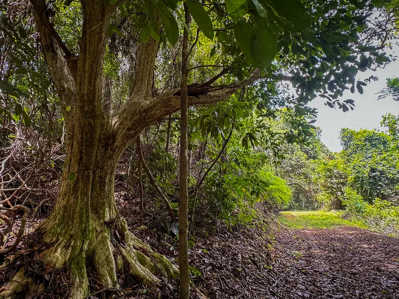 Land For Sale in Dominical, photo 2