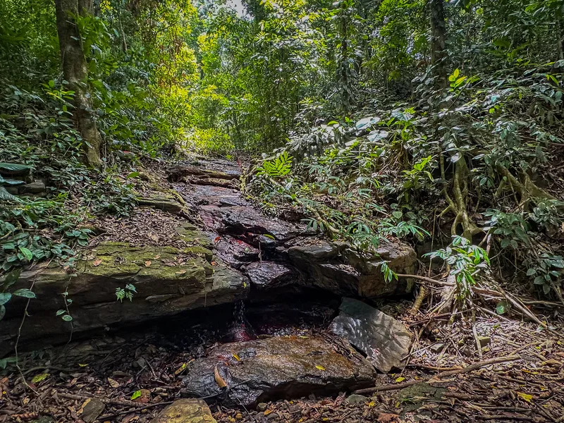 Land For Sale in Dominical, photo 4