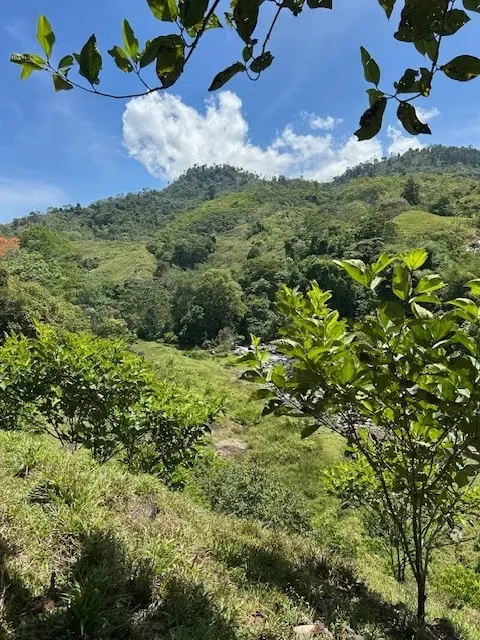 Located in the prestigious Santa Teresa de Cajón area, this property is a hidden gem that combines the serenity of rural life with exceptional investment potential in the canton of ..., photo 7