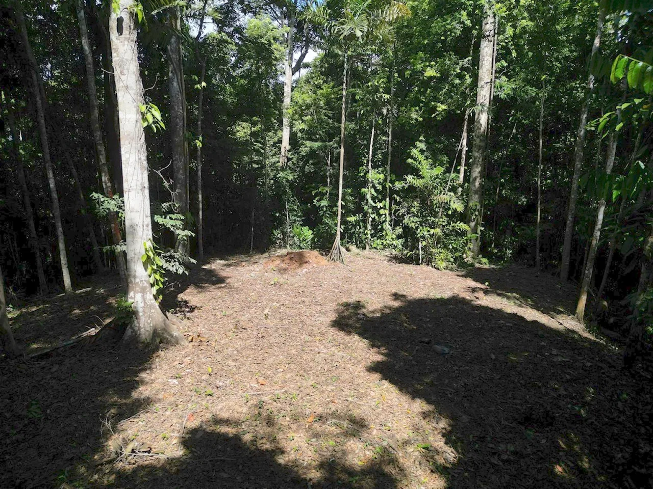 DEVELOPMENT MOUNTAIN  PROPERTY, IN PLATANILLO – 40.7 ACRES, photo 11
