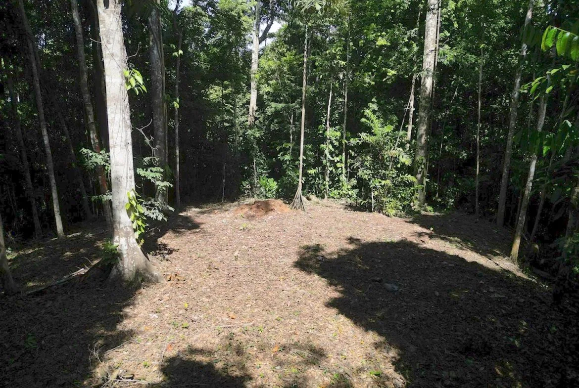 DEVELOPMENT MOUNTAIN  PROPERTY, IN PLATANILLO – 40.7 ACRES, photo 12
