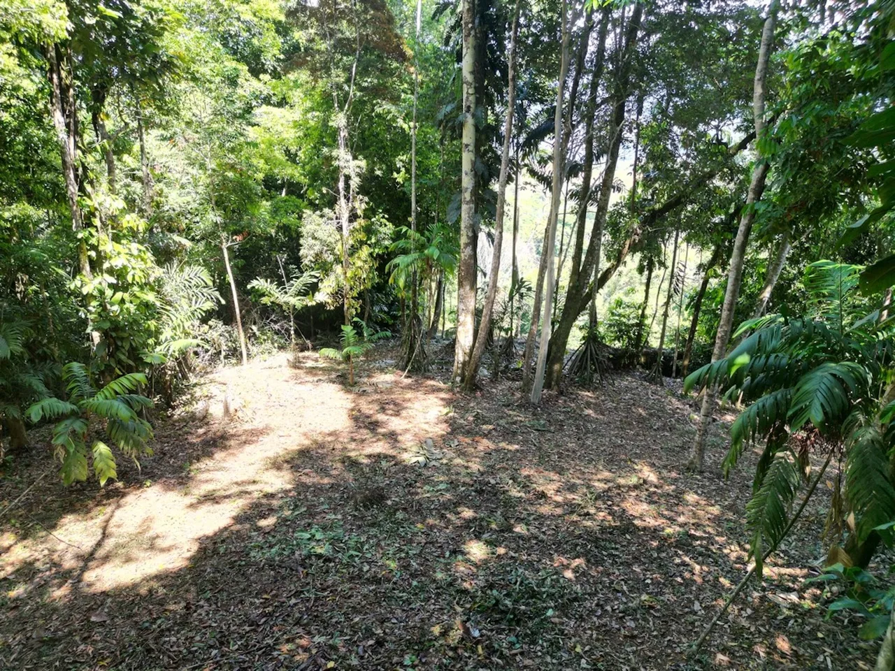 DEVELOPMENT MOUNTAIN  PROPERTY, IN PLATANILLO – 40.7 ACRES, photo 15