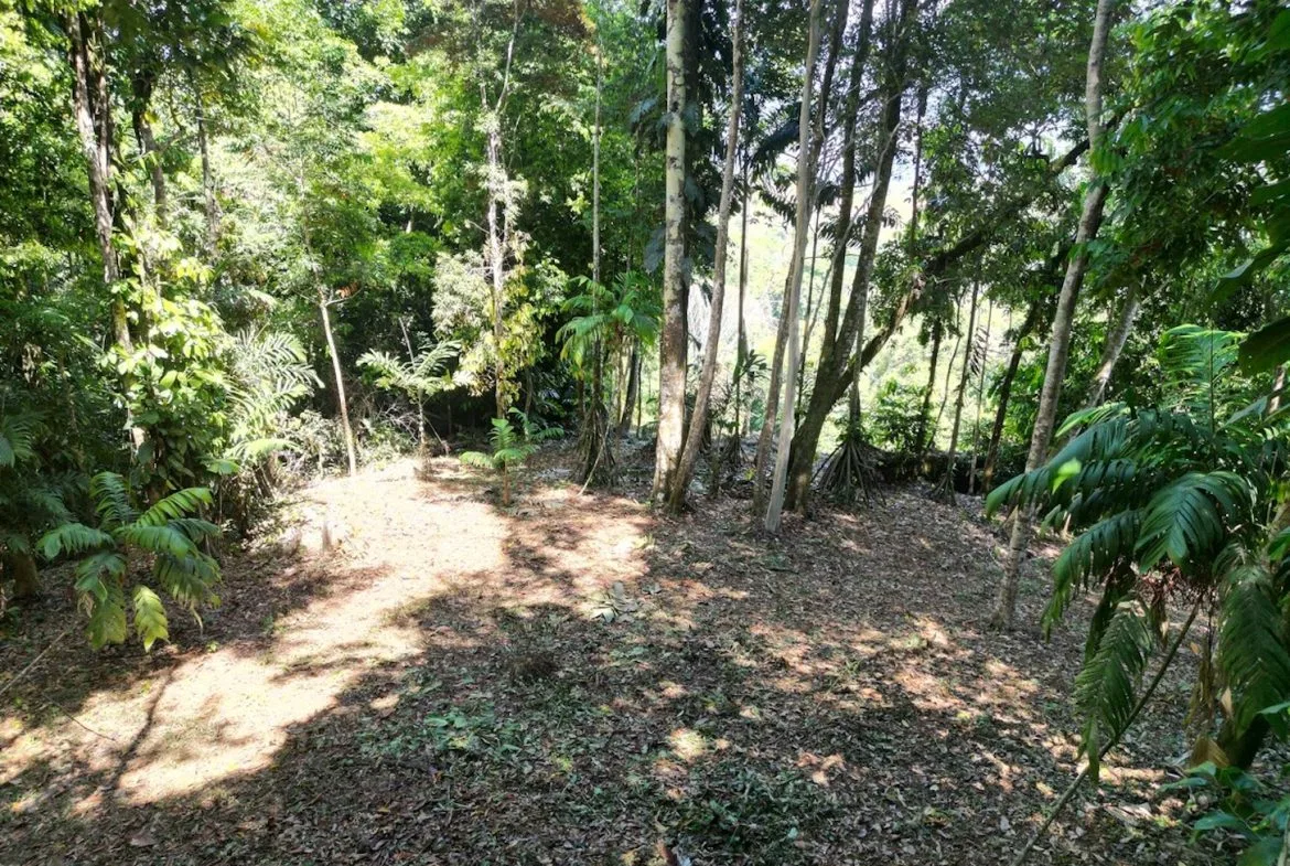 DEVELOPMENT MOUNTAIN  PROPERTY, IN PLATANILLO – 40.7 ACRES, photo 16