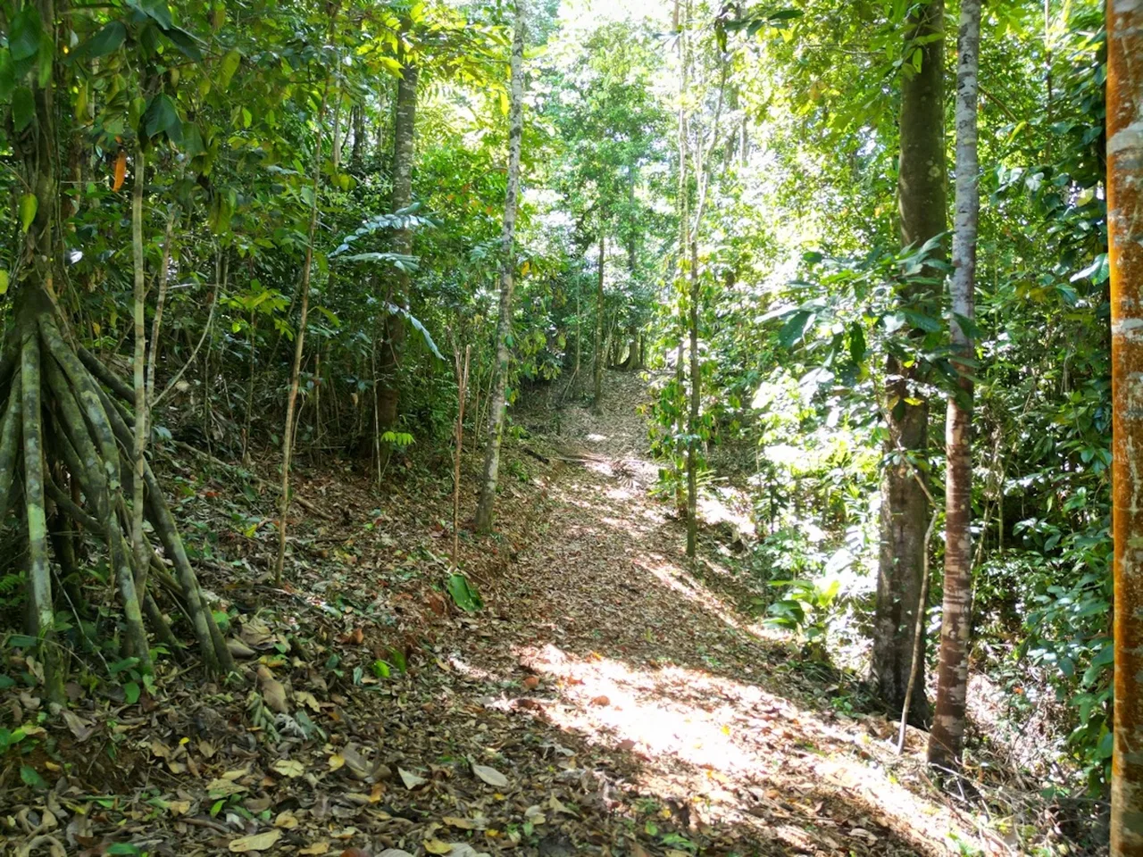 DEVELOPMENT MOUNTAIN  PROPERTY, IN PLATANILLO – 40.7 ACRES, photo 17