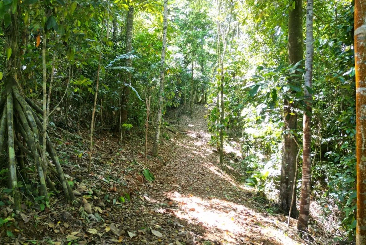 DEVELOPMENT MOUNTAIN  PROPERTY, IN PLATANILLO – 40.7 ACRES, photo 18