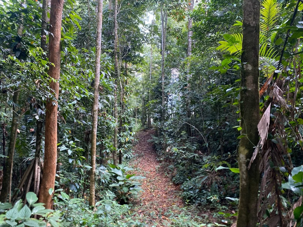 DEVELOPMENT MOUNTAIN  PROPERTY, IN PLATANILLO – 40.7 ACRES, photo 19