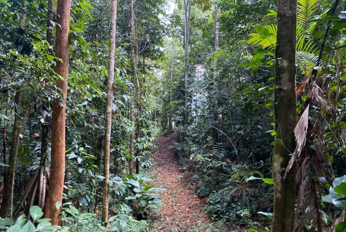DEVELOPMENT MOUNTAIN  PROPERTY, IN PLATANILLO – 40.7 ACRES, photo 20