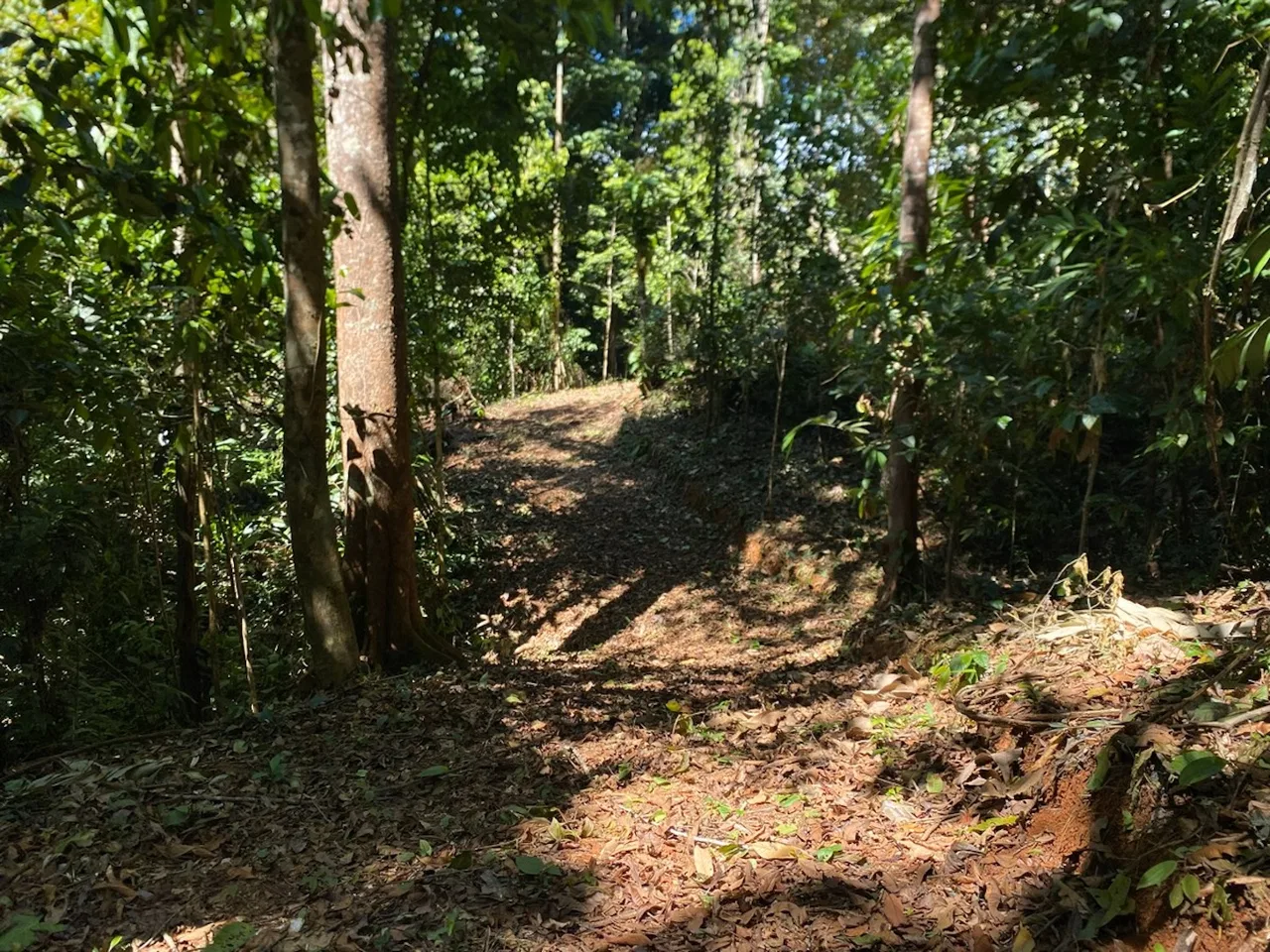 DEVELOPMENT MOUNTAIN  PROPERTY, IN PLATANILLO – 40.7 ACRES, photo 23