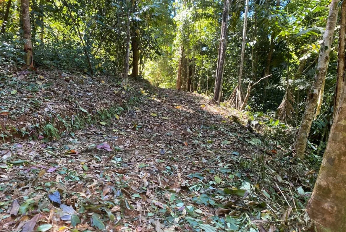 DEVELOPMENT MOUNTAIN  PROPERTY, IN PLATANILLO – 40.7 ACRES, photo 10
