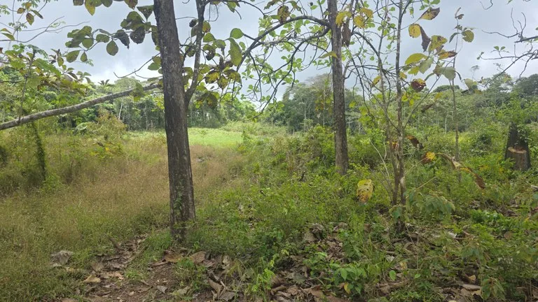 Agricultural Land in Las Brisas, photo 2