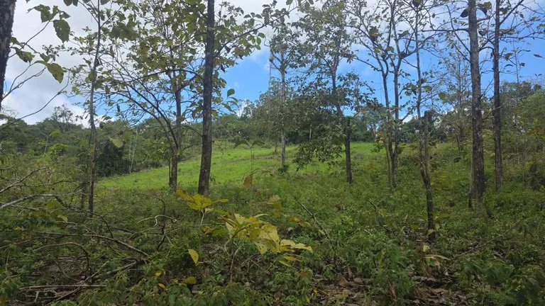 Agricultural Land in Las Brisas, photo 3