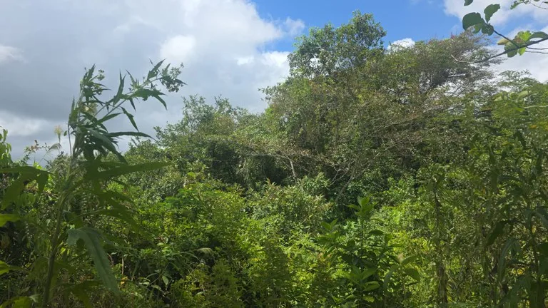 Agricultural Land in Las Brisas, photo 9