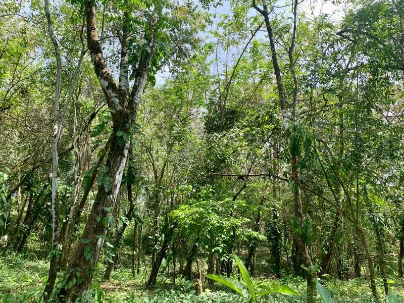 Land For Sale in Cobano, photo 2