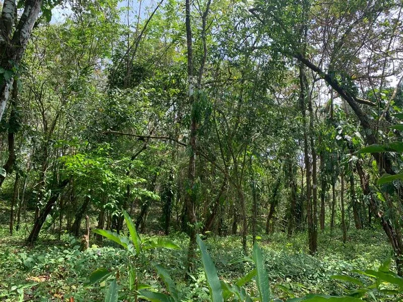 Land For Sale in Cobano, photo 3