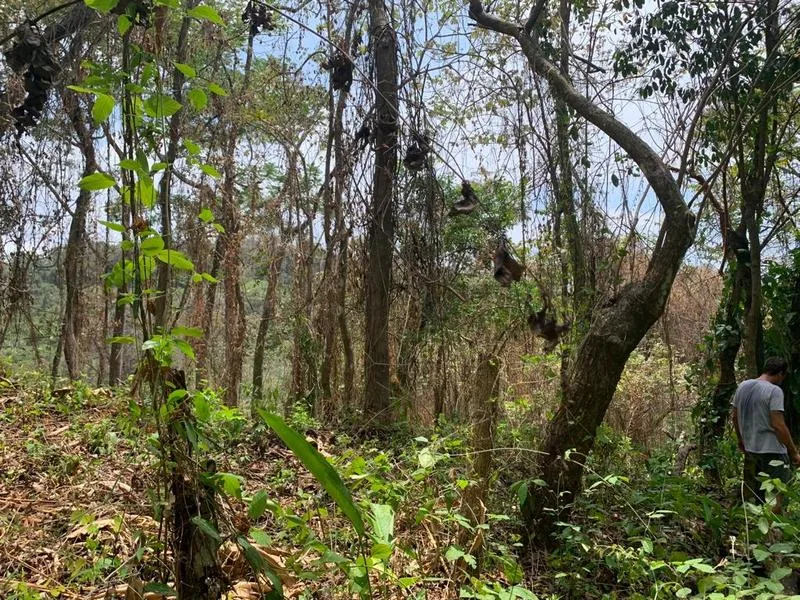 Land For Sale in Cobano, photo 5
