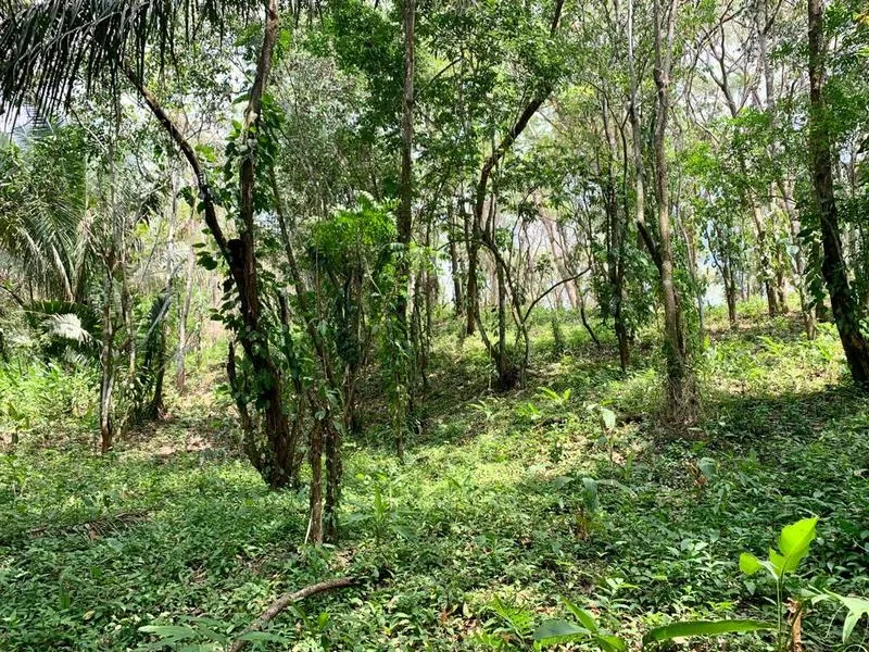 Land For Sale in Cobano, photo 6