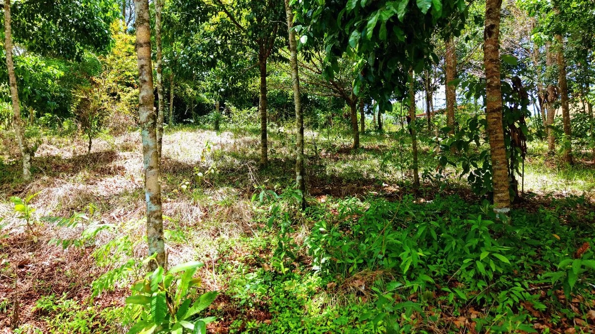 LOTE DE 2.580 M2 EN VENTA EN PEDREGOSO, CALLE CALALLO, PEREZ ZELEDON - Venta en Pérez Zeledón, photo 11