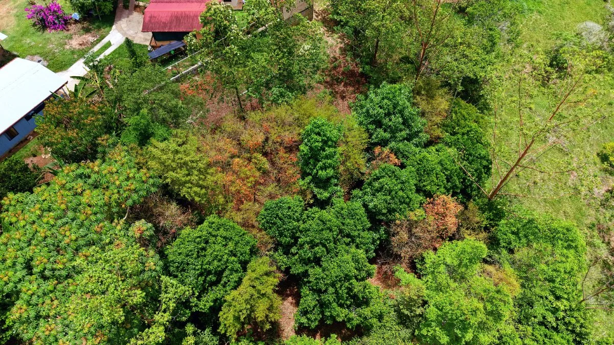 LOTE DE 2.580 M2 EN VENTA EN PEDREGOSO, CALLE CALALLO, PEREZ ZELEDON - Venta en Pérez Zeledón, photo 14