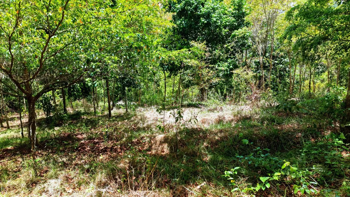 LOTE DE 2.580 M2 EN VENTA EN PEDREGOSO, CALLE CALALLO, PEREZ ZELEDON - Venta en Pérez Zeledón, photo 16